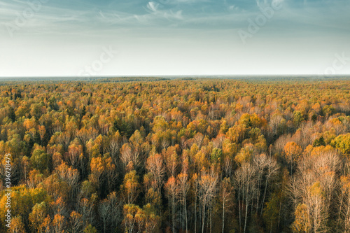 Drone shot. Autumn forest against the sky.