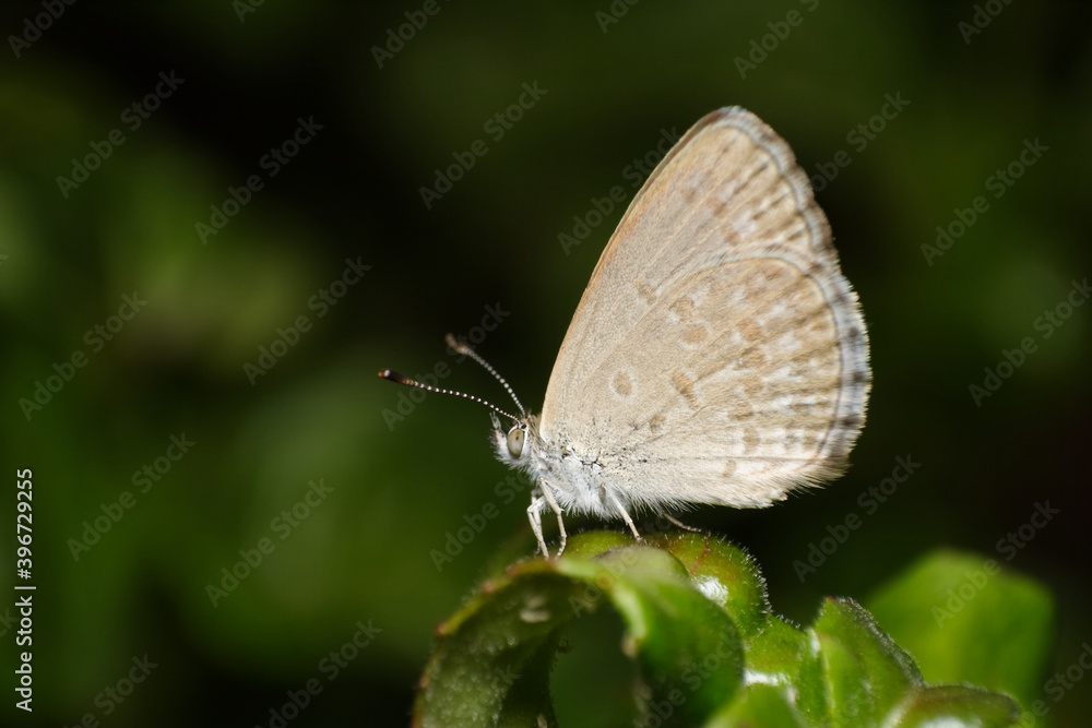 Common Grass Blue Butterfly (Zizina labradus) Common Grass Blue Butterfly (Zizina labradus)