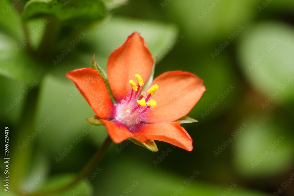 Fototapeta premium Macro Close up of a Scarlet pimpernel (Anagallis arvensis) flower