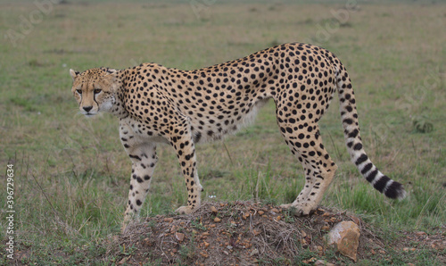 side view of cheetah standing on a mound in the wild masai mara kenya