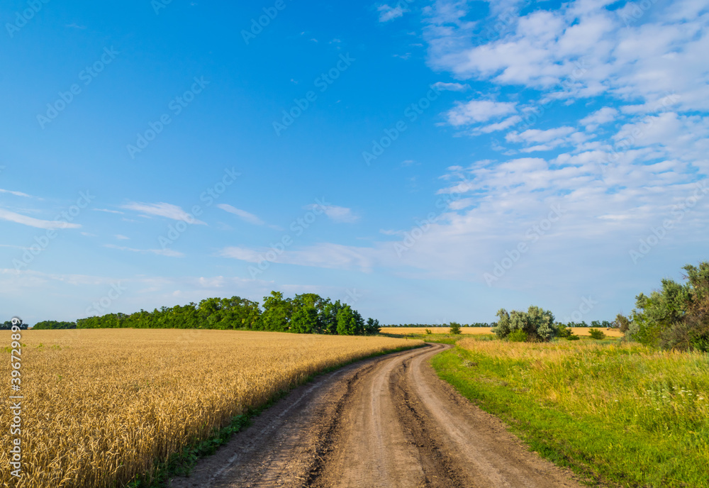 Obraz premium Field road under blue sky near wheat field