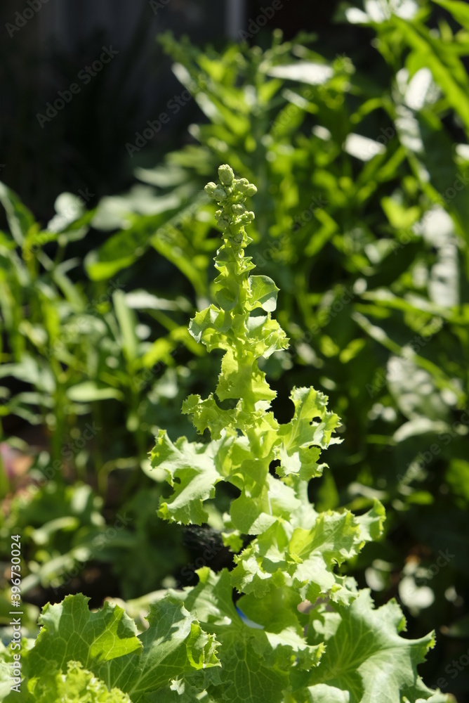 Growing lettuce with wick hydroponic system. Fresh vegetable grow at home. Growing lettuce with wick hydroponic system. Fresh vegetable grow at home.