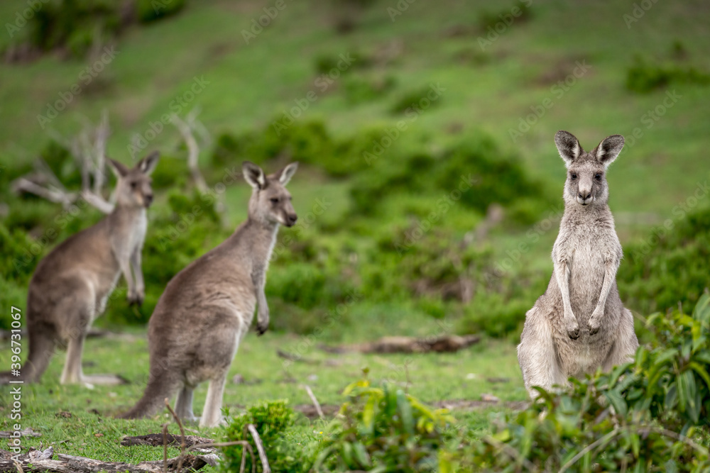 Kangaroos in Australian bushland