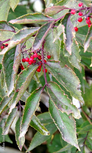 Rote Beeren und grüne Blätter photo