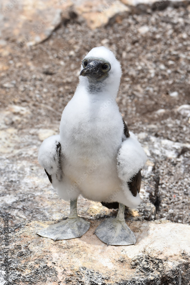 Fototapeta premium Baby blue-footed booby in Galapagos Islands, Ecuador