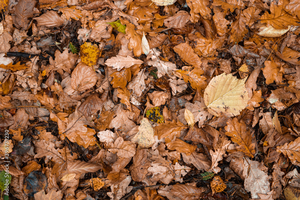 Fallen leaves lie on the ground