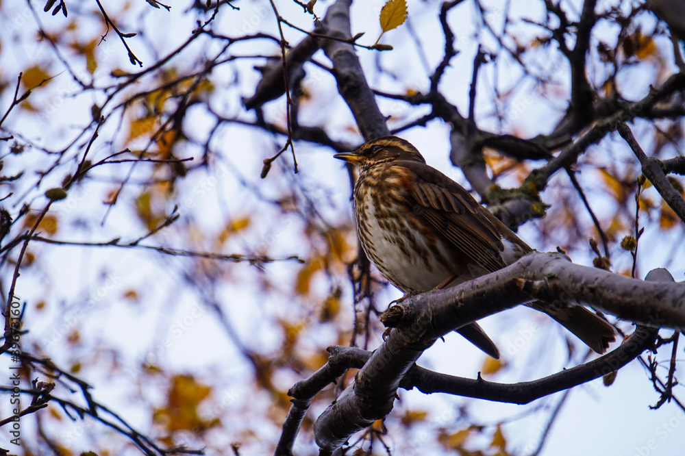 Turdus iliacus, Redwing, sitting on a branch in a park in Reykjavik, Iceland Turdus iliacus, Redwing, sitting on a branch in a park in Reykjavik, Iceland