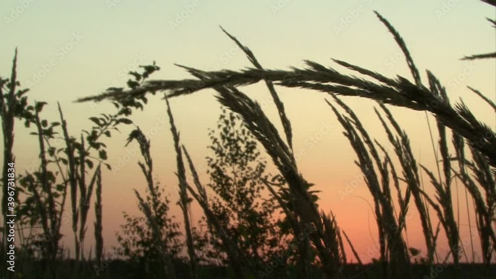 sunset in the grass sunset in the grass
