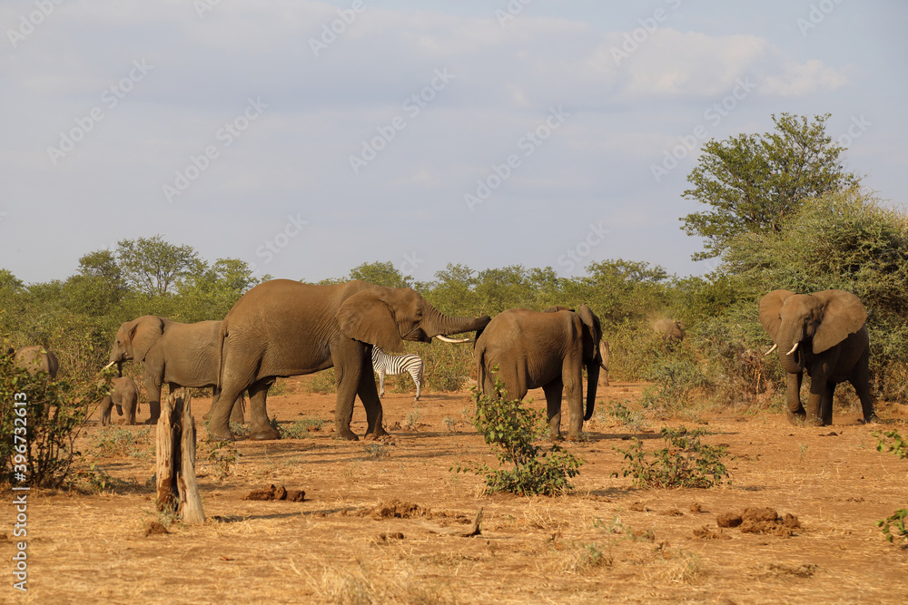 Fototapeta premium Afrikanischer Elefant / African elephant / Loxodonta africana