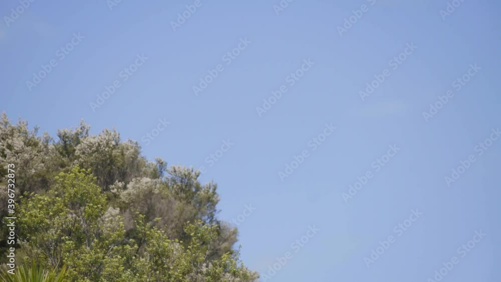 timelapse of trees and the sky cloud timelapse of trees and the sky cloud