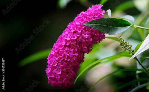 Buddelia bloom photo