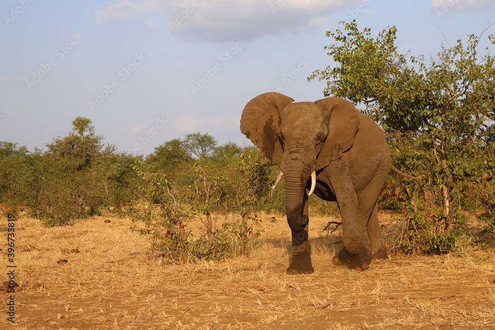 Obraz premium Afrikanischer Elefant / African elephant / Loxodonta africana