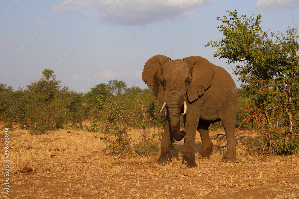 Obraz premium Afrikanischer Elefant / African elephant / Loxodonta africana