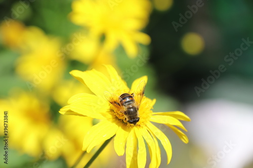 Close up View of a bee on yellow flower with blurred background