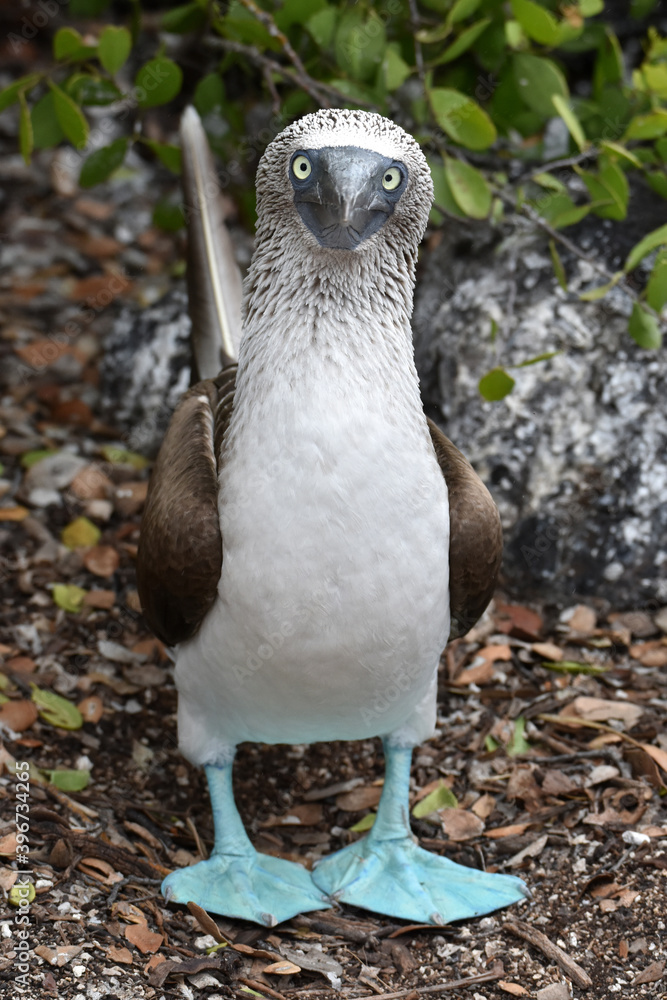 Fototapeta premium Blue-footed booby in Galapagos Islands, Ecuador