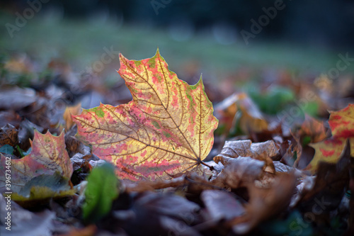 Fallen autumn leaf of a maple