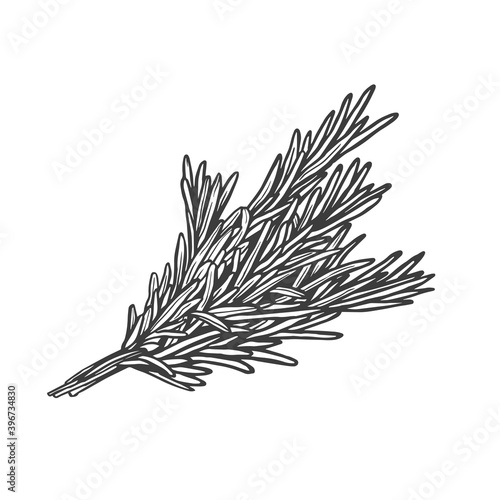 Vector sketch illustration of rosemary. Hand drawn kitchen herb