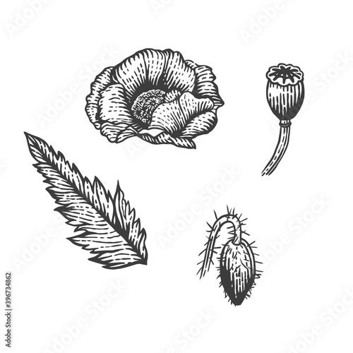 Vector sketch illustration of poppy seed and flower. Hand drawn kitchen herb