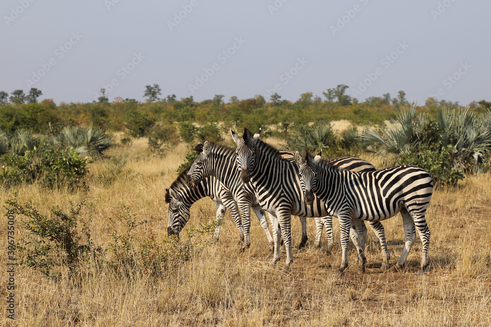 Obraz premium Steppenzebra / Burchell's zebra / Equus burchellii