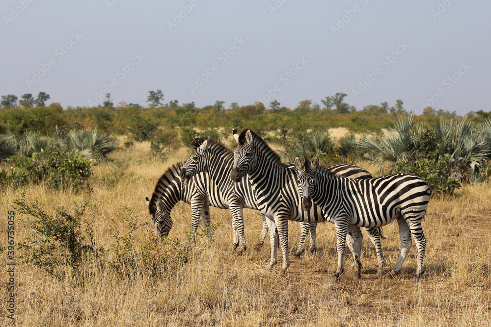 Obraz premium Steppenzebra / Burchell's zebra / Equus burchellii
