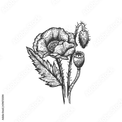 Vector sketch illustration of poppy seed and flower. Hand drawn kitchen herb