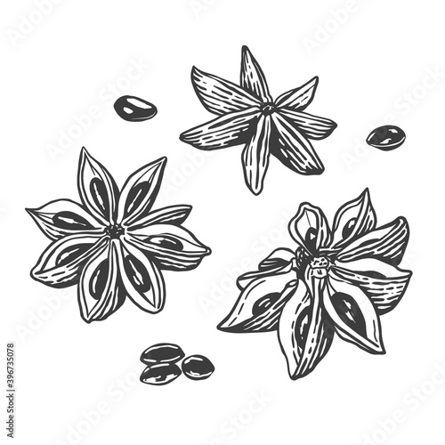Vector sketch illustration of star anise. Hand drawn kitchen herb