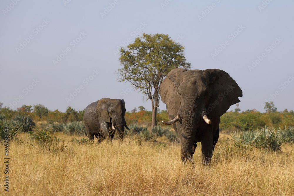 Afrikanischer Elefant / African elephant / Loxodonta africana