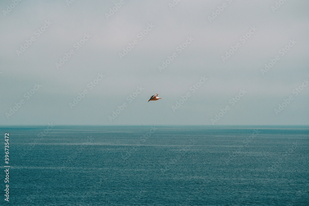 seagull flying above the Mediterranean sea with the horizon line where the sea meets the sky seagull flying above the Mediterranean sea with the horizon line where the sea meets the sky