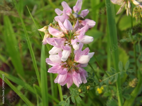 pink flower in the garden