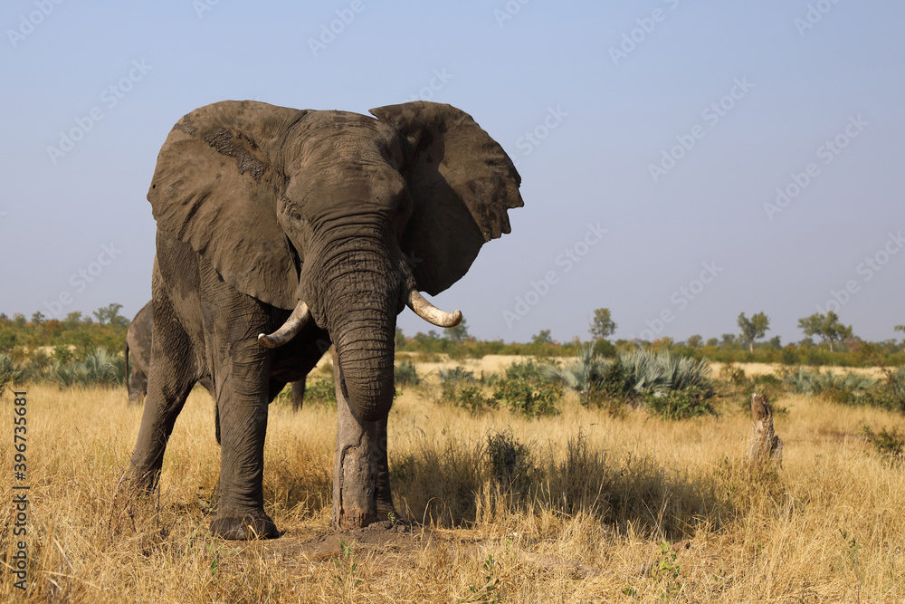 Fototapeta premium Afrikanischer Elefant / African elephant / Loxodonta africana