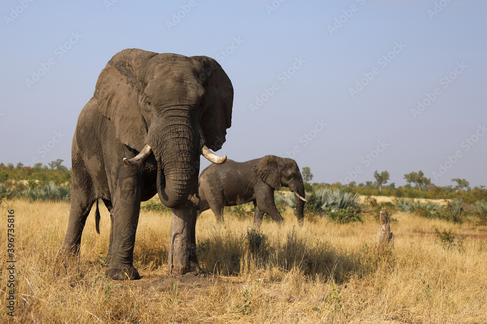 Obraz premium Afrikanischer Elefant / African elephant / Loxodonta africana