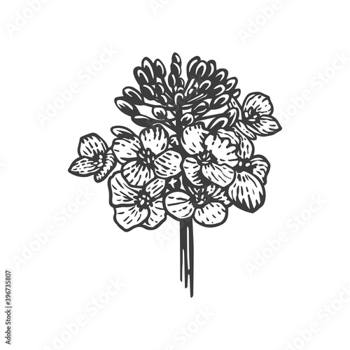Vector sketch illustration of mustard flower. Hand drawn kitchen herb