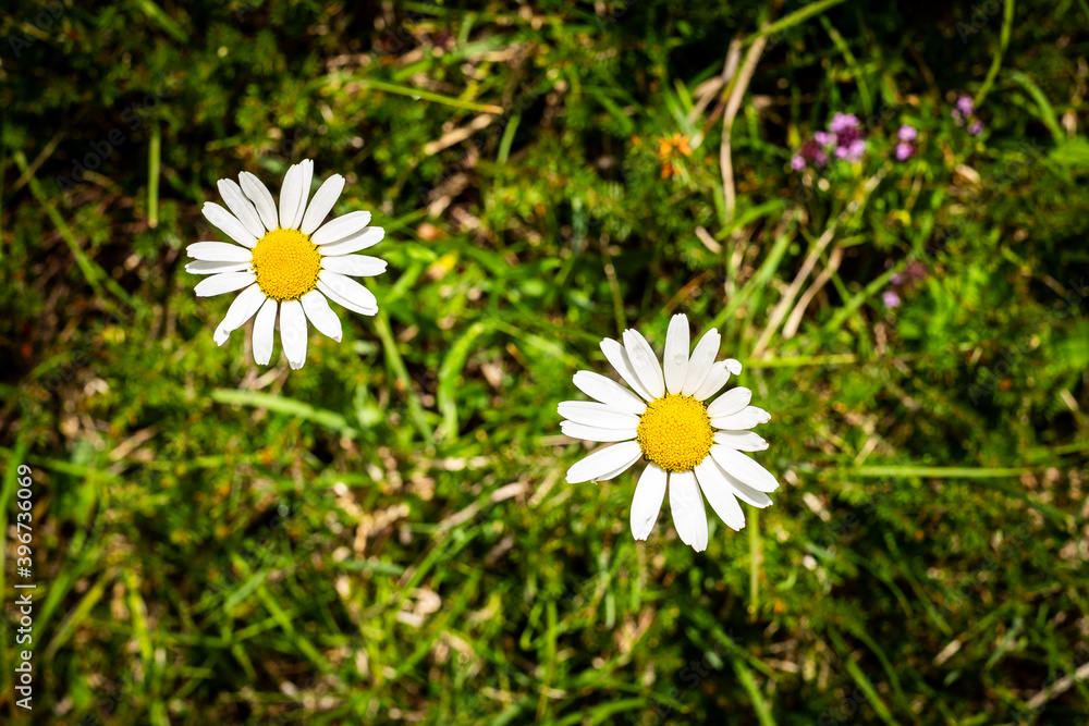 Head of flower Bellis perennisis, common European species of daisy.