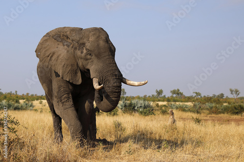 Afrikanischer Elefant   African elephant   Loxodonta africana