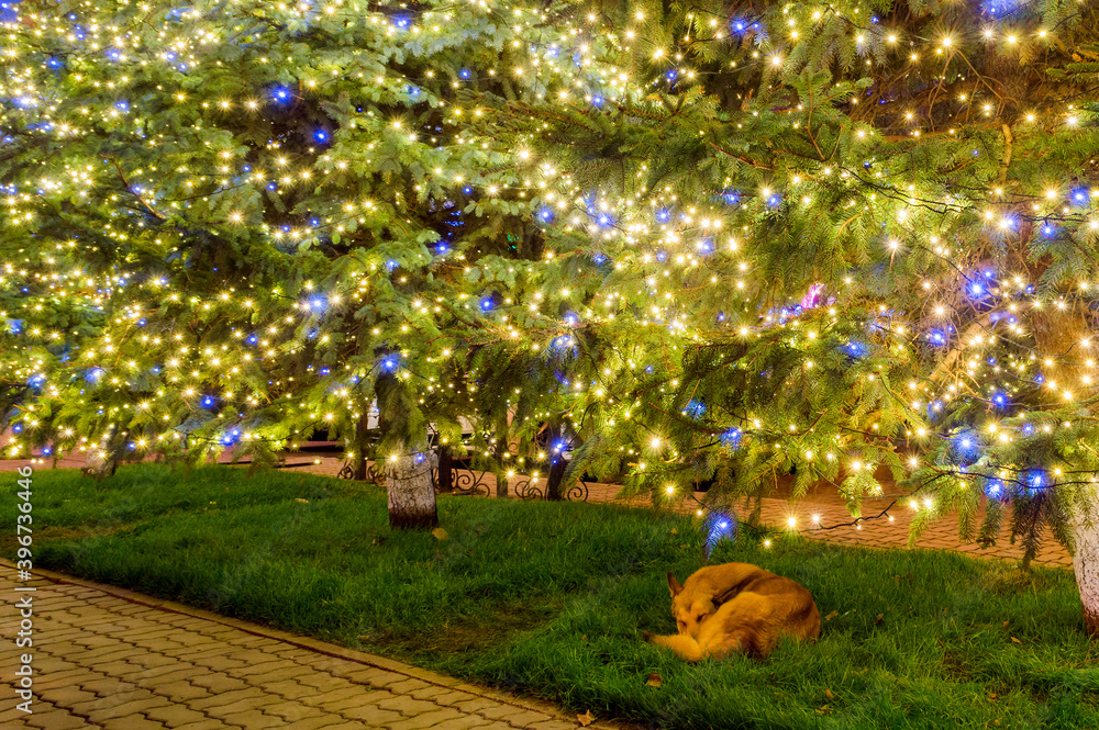 Loneliness at Christmas feast for the abandoned homeless dogs.