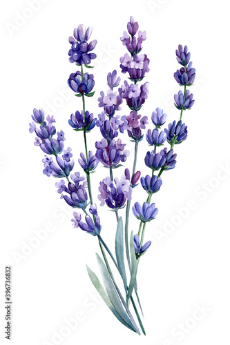 lavender flowers on a white background  watercolor drawings