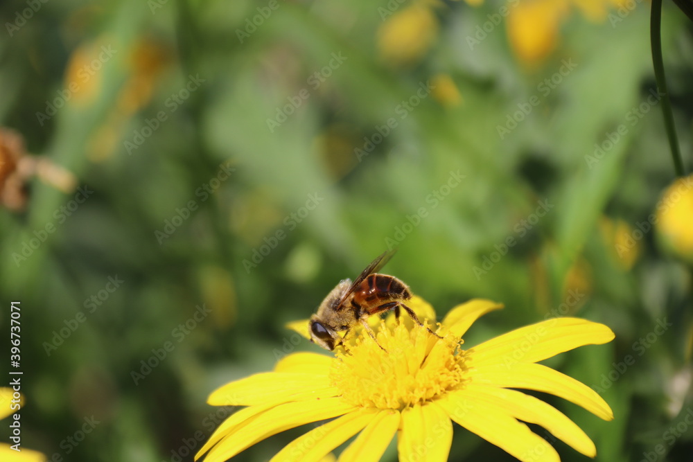 Close up view of bee feeding on yellow flower with blurred background Close up view of bee feeding on yellow flower with blurred background