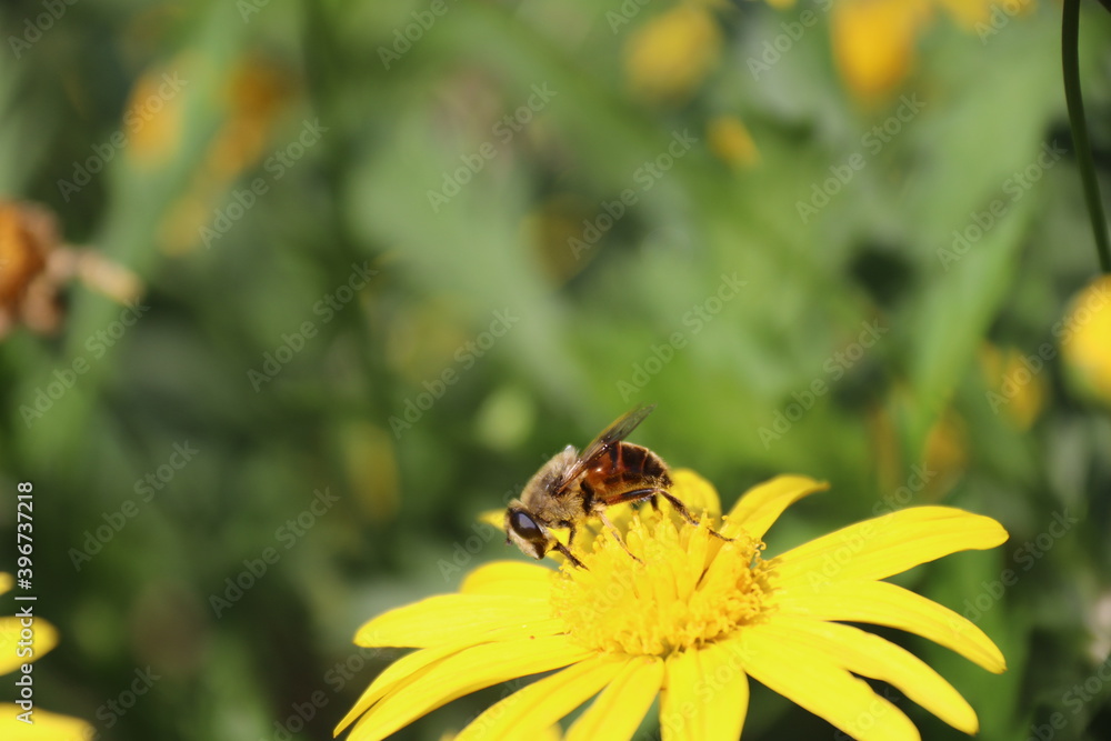 Close up view of bee feeding on yellow flower with blurred background Close up view of bee feeding on yellow flower with blurred background