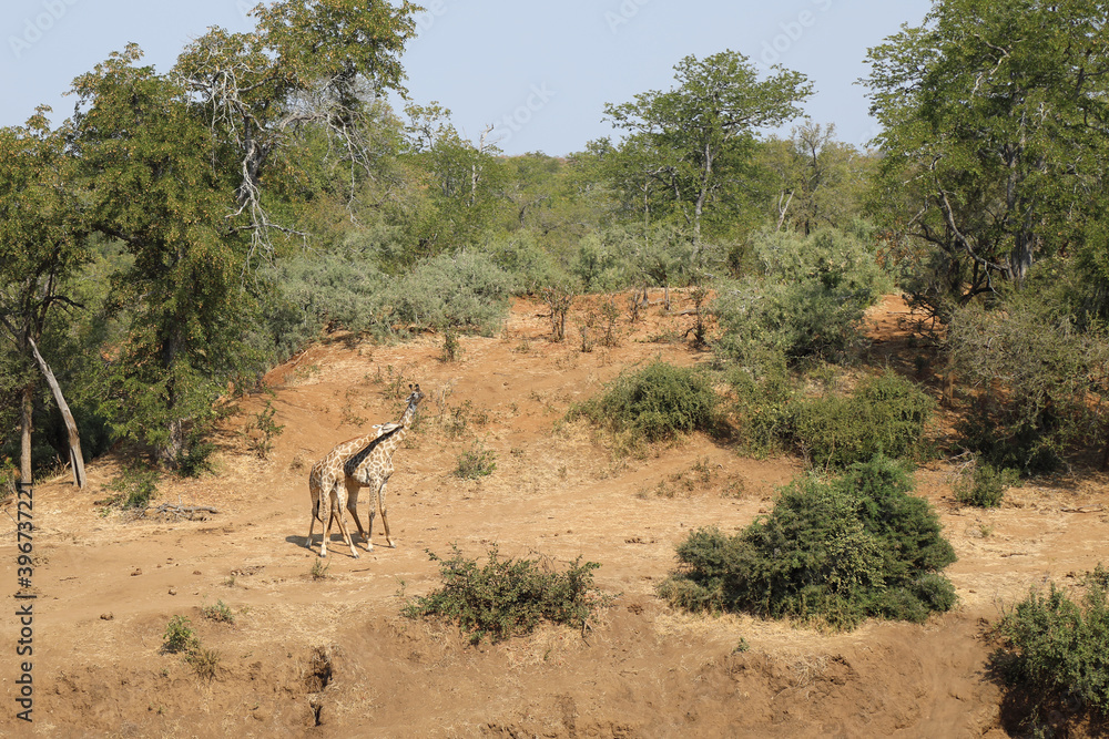 Fototapeta premium Giraffe / Giraffe / Giraffa Camelopardalis
