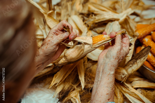 Cropped image of an old lady peeling and selecting with hands corn on a table surrounded by corn peel. Agriculture work.