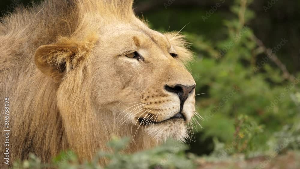 Wild Male Lion Intensely Watching Hunted Prey, Closeup on Face and Mane Wild Male Lion Intensely Watching Hunted Prey, Closeup on Face and Mane
