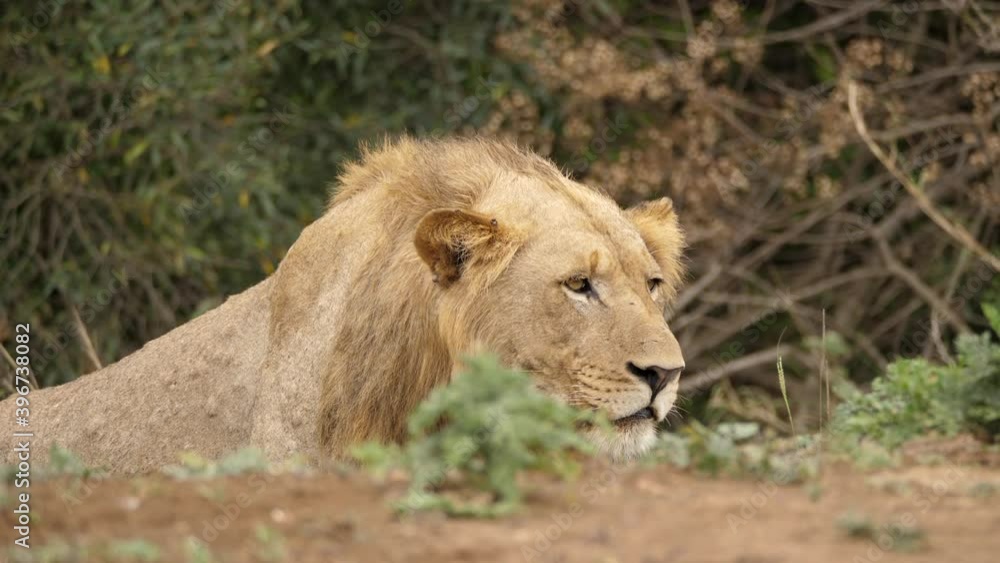 Young Male Lion Watching Prey While Hiding Crouched Low to Ground Young Male Lion Watching Prey While Hiding Crouched Low to Ground