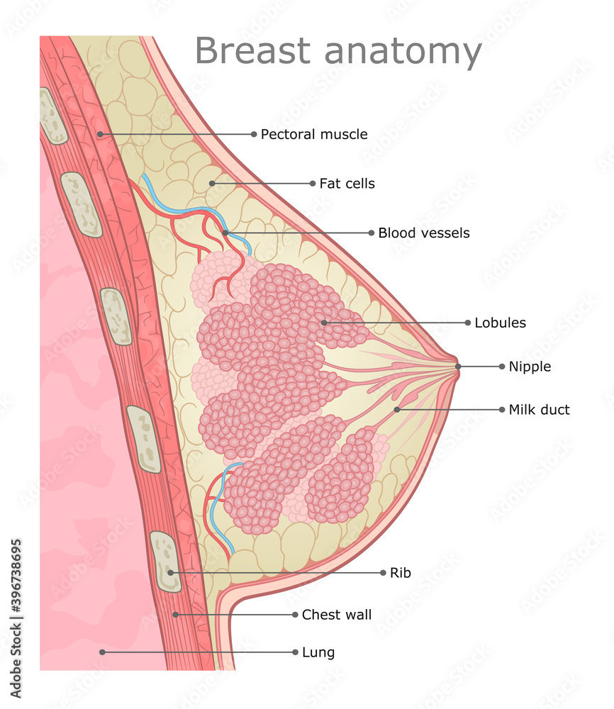Woman breast anatomy medical vector illustration. Stock Vector