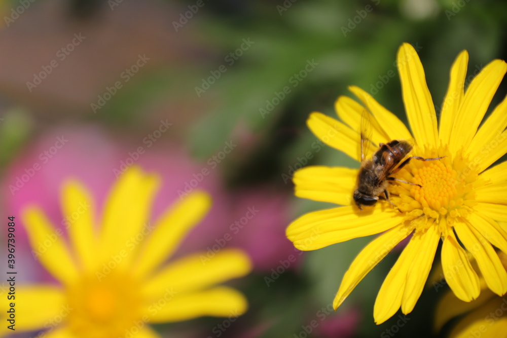 Close up view of bee feeding on yellow flower with blurred background Close up view of bee feeding on yellow flower with blurred background