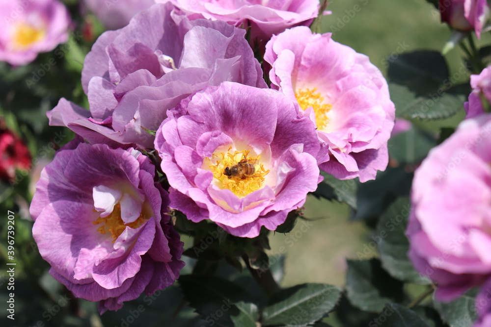 Close up view of bee feeding an purple flower Close up view of bee feeding an purple flower