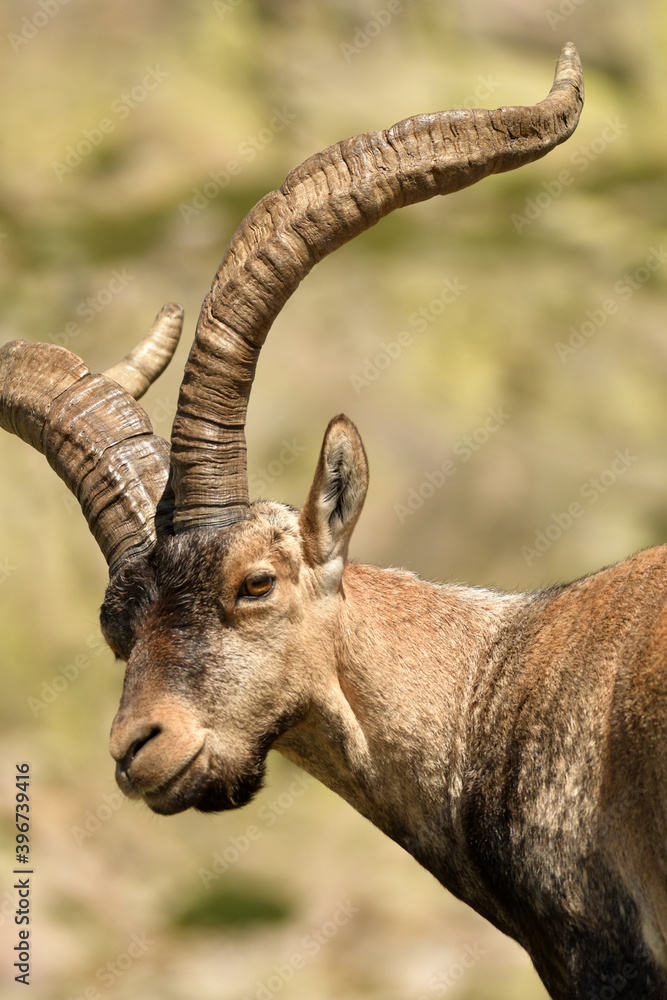 Macho montes en gredos