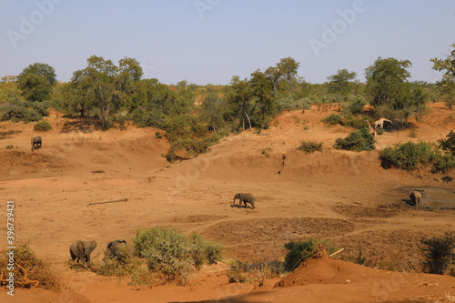 Afrikanischer Elefant am Mphongolo River/ African elephant at Mphongolo River / Loxodonta africana © Ludwig