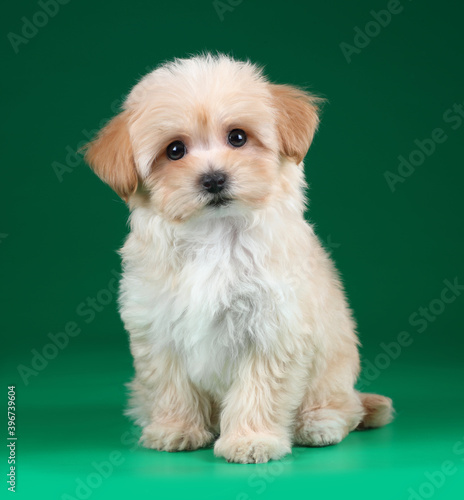 Cute little fluffy puppy on a green background