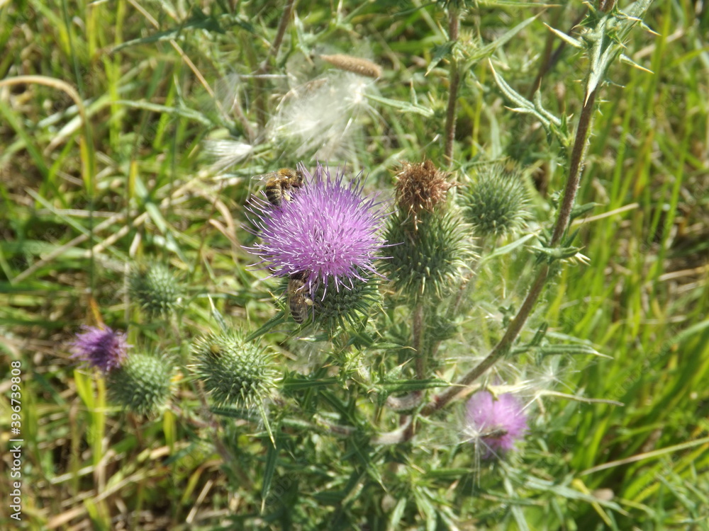 thistle flower in the garden thistle flower in the garden