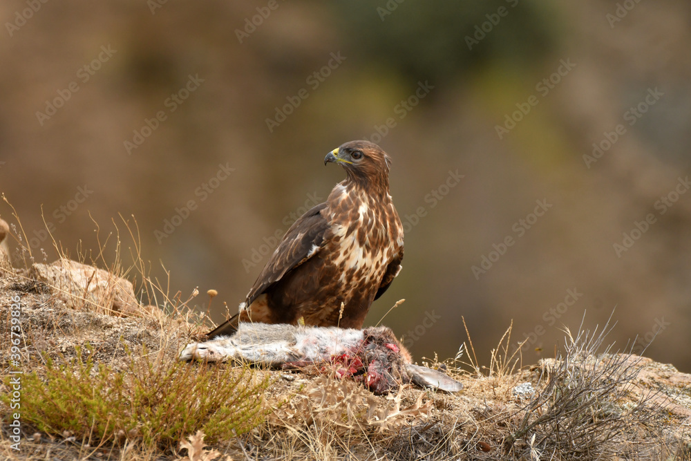 aguila ratonero aguila ratonero
